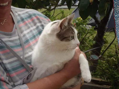 Görsel